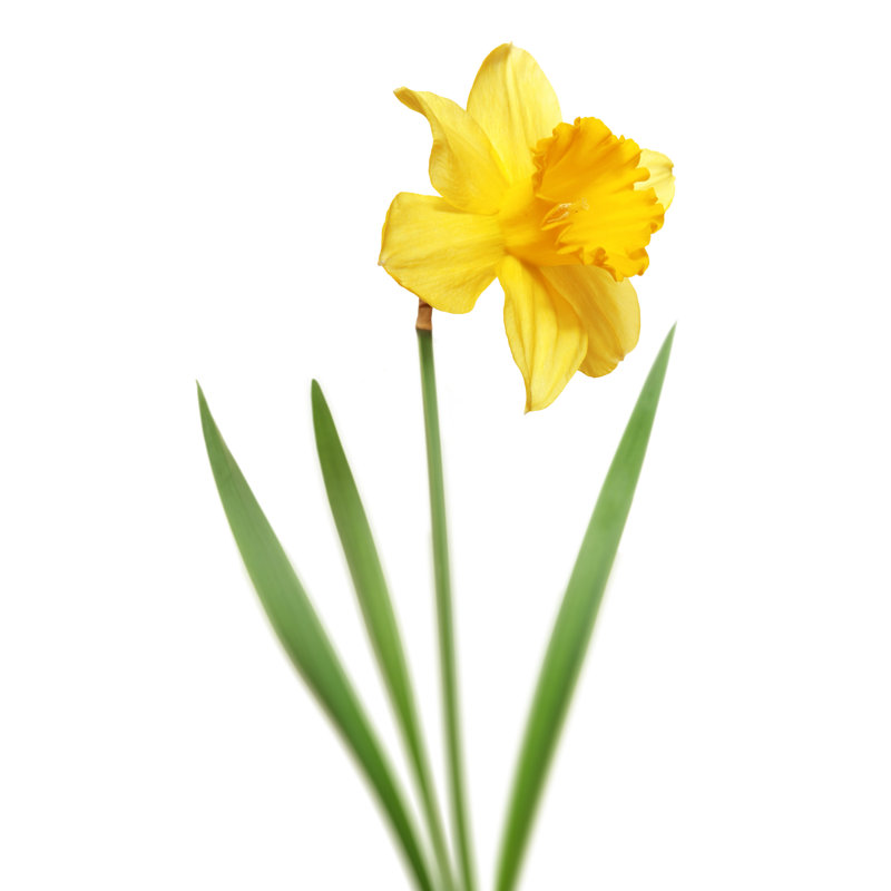 Daffodil Isolated on White Background by Grafissimo, 30" H x 20" W