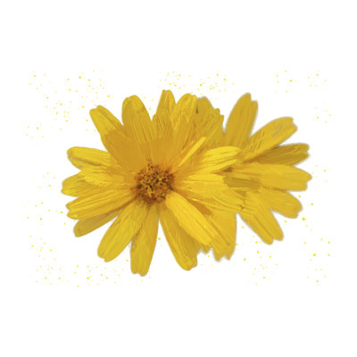 «Audiel Yellow Asters On Canvas» par Jeff Pica, reproduction