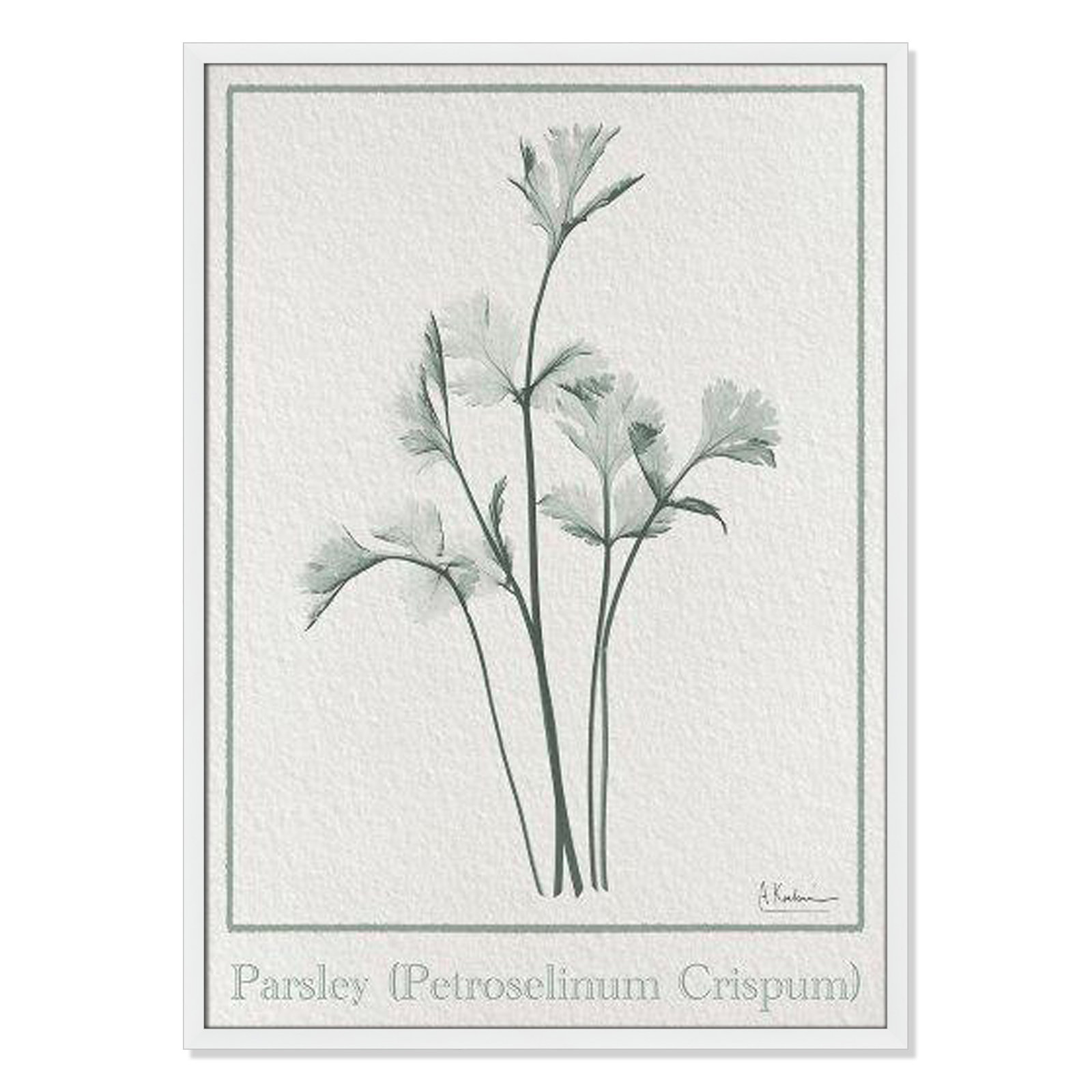 Jeanette "Parsley II" Print by Albert Koetsier, 35.5" H x 25.5" W x 1.25" D, Satin White Framed Paper