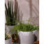 Leon Planter-1927028713-1927028712
