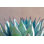 Sharp leaves