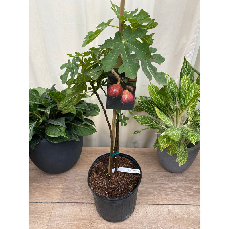 Grafted Fig Tree Live Plant – Bare Root 2–3ft, Grow Your Own Fresh Figs, Easy Grow