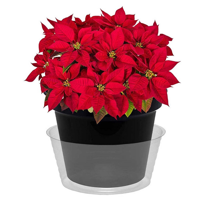 Saucer Plant Stand