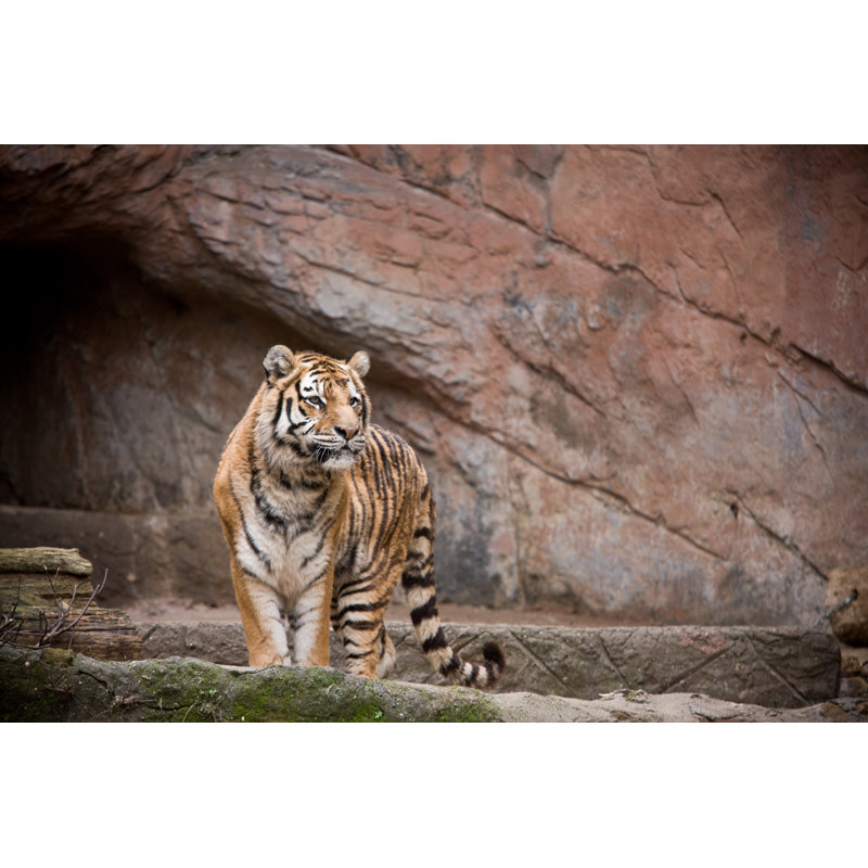Tiger by AZemdega - Wrapped Canvas Print, 81cm H x 122cm W x 3.8cm D