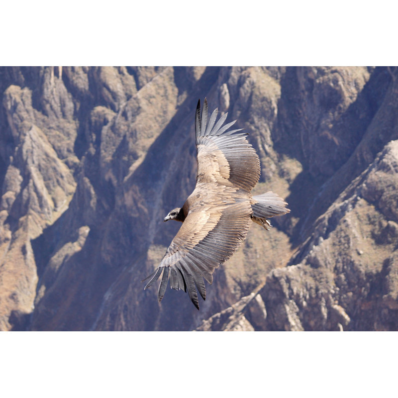 Andean Condor by Patrick_Gijsbers - Wrapped Canvas Print, 61cm H x 91cm W