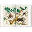Seba Cabinet Of Natural Curiosities