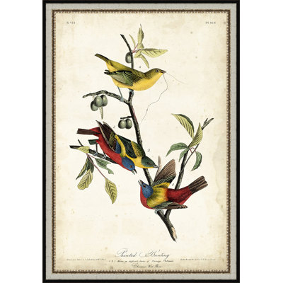 «Painted Bunting», reproduction d'art encadrée
