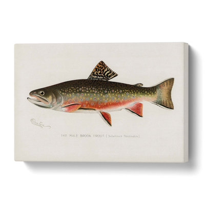 Male Brook Trout by Sherman F. Denton - Wrapped Canvas