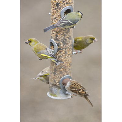 Oiseaux sur une mangeoire par Andrew_Howe