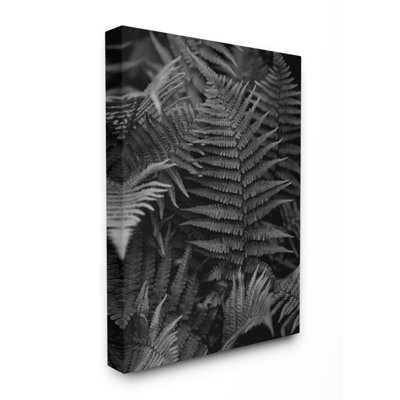 Fougères dans la forêt en noir et blanc - reproduction de photo