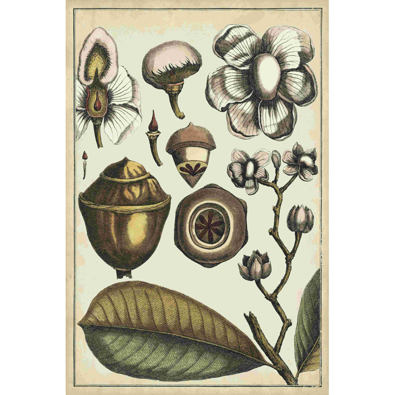 Étude botanique ivoire VI, H 18 po x l 12 po