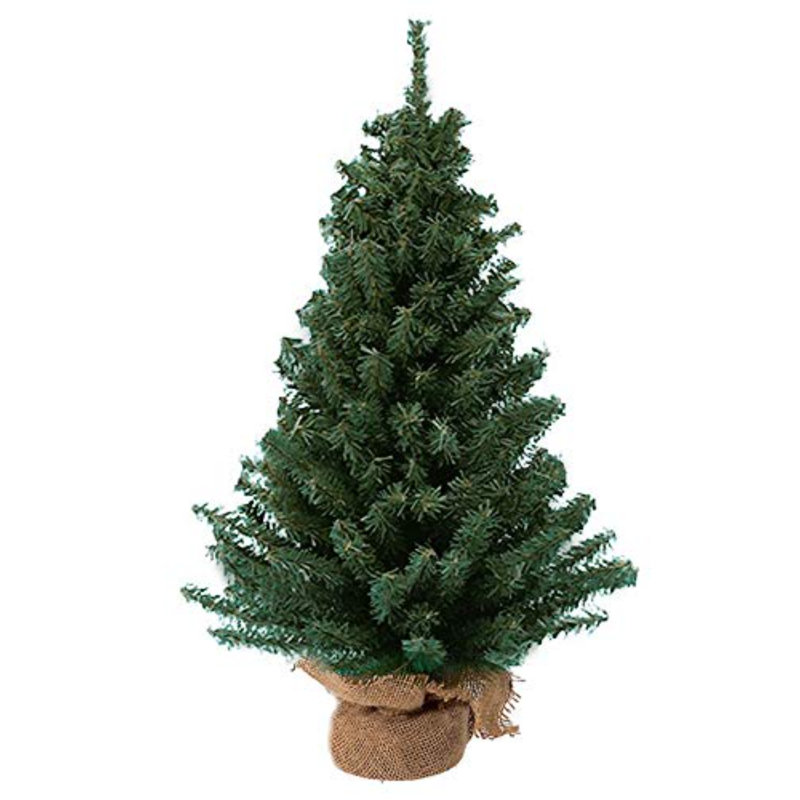 12 Miniature Pine Tree