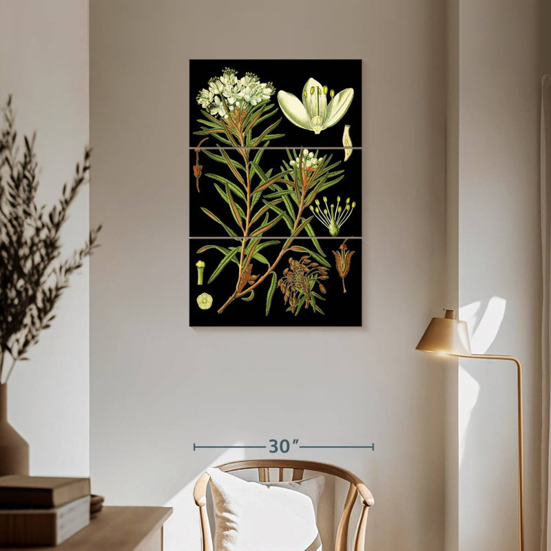Harnek Marsh Labrador Tea Plant, 57" H x 36" W
