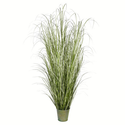 Grass Plant in Pot