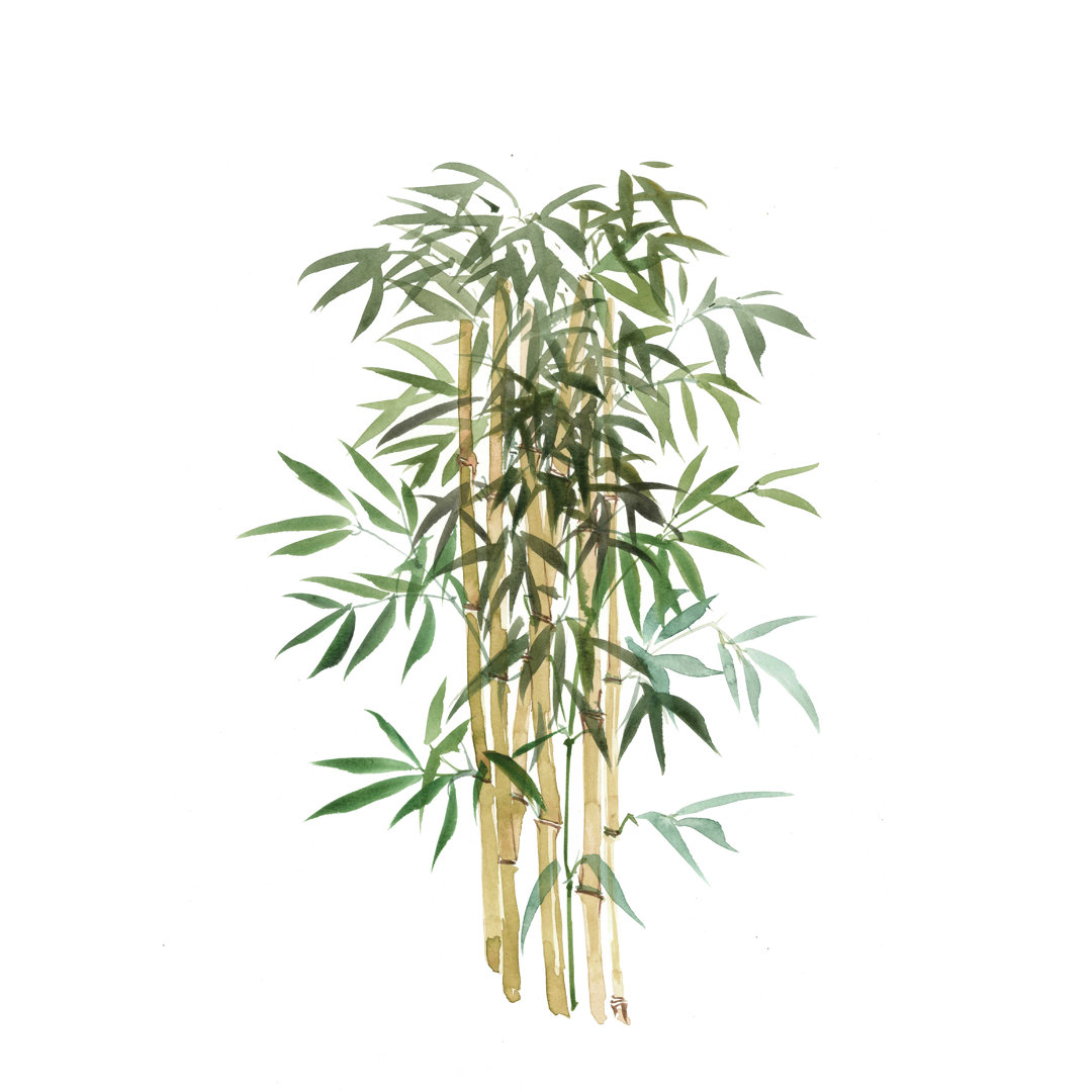 " Spa And Zen Bamboo 2 " Bay Isle Home™ 