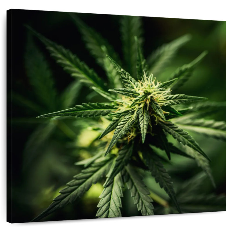 Marijuana fraîchement fleurie, H 10 po x l 10 po