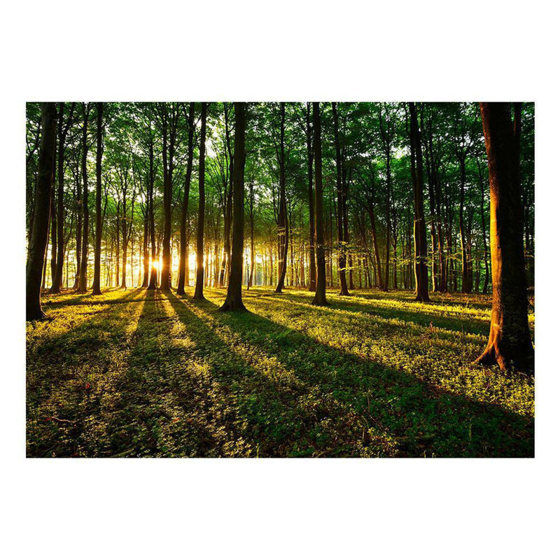 Spring Morning in The Forest Wall Mural, 96" L x 137" W