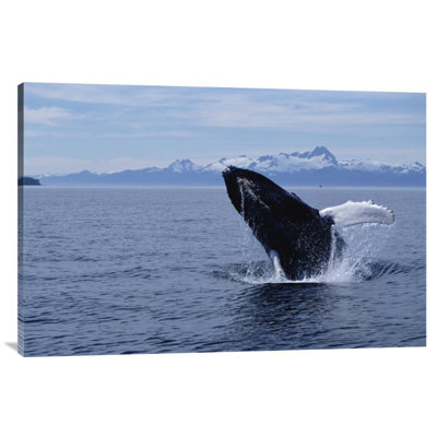 " Humpback Whale Breaching, Southeast Alaska "
