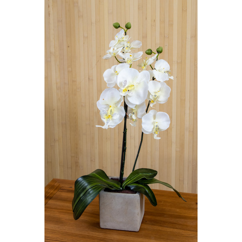 Orchid Arrangement in Pot