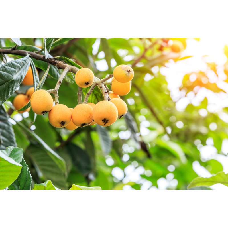 Ripe Loquat Fruits by Zhaojiankang - Wrapped Canvas Print, 30cm H x 46cm W