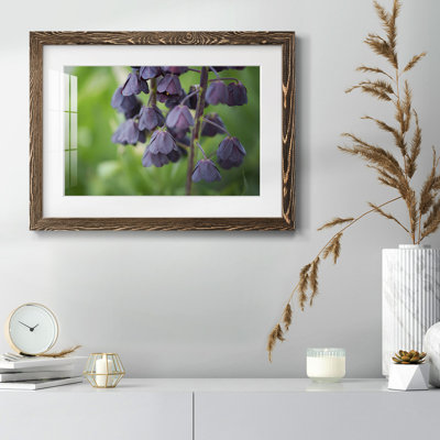 " Aubergine "