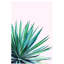 Agave Love - Print on Canvas-101336516-101336517
