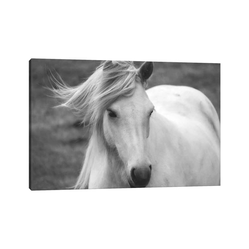 Snow White by MScottPhotography - Wrapped Canvas Print, 101.6 cm H x 66.04 cm W x 1.91 cm D