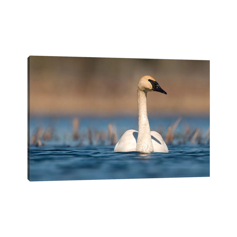 Trumpeter Swan Swimming, Seney National Wildlife Refuge, Michigan 1 Piece Wrapped Canvas Wall Art, 20.32 cm H x 30.48 cm W