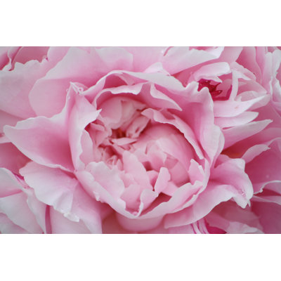 Peonies by CameronGallant - Wrapped Canvas Print