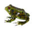Statue de grenouille américaine en métal vert