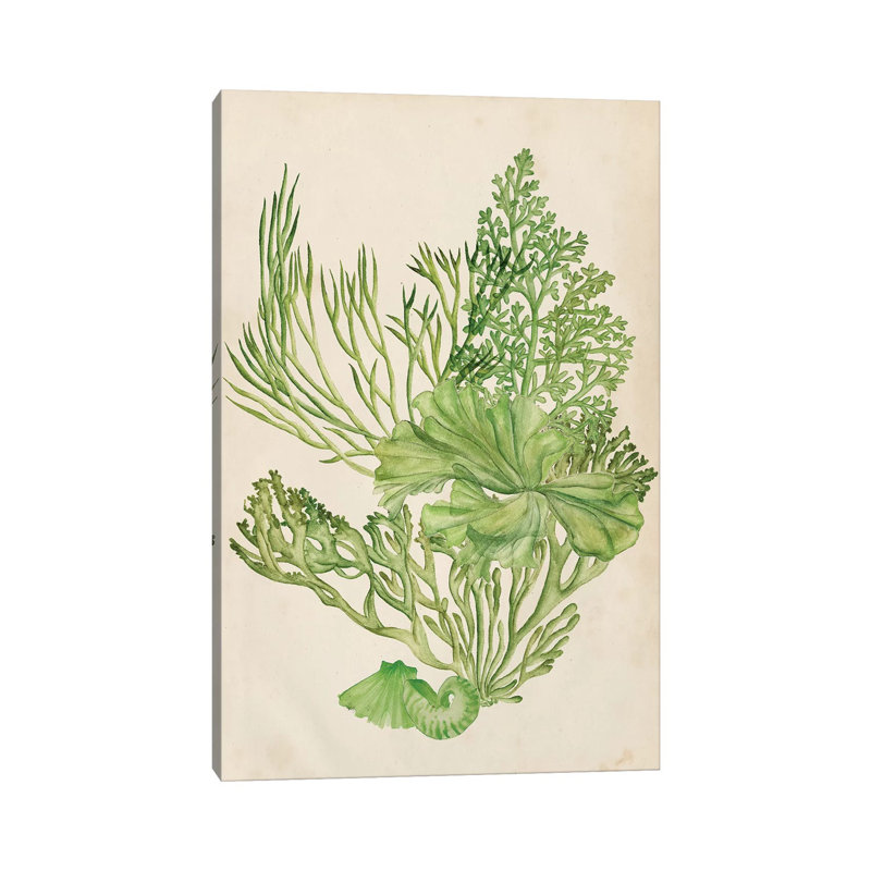 Vintage Coral Collection II by Melissa Wang - Wrapped Canvas Painting, 152.5 cm H x 101.5 cm W
