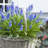Grape Hyacinths for Containers Bulb