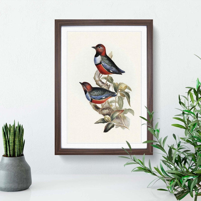 Macklots Pitta Birds by Elizabeth Gould - Framed Print, 65cm H x 48cm W x 2cm D, Walnut Framed