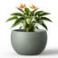 Gagnon handmade bowl planter in charcoal grey with a Bird of Paradise plant
