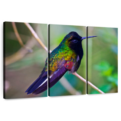 Brampt Black Bellied Hummingbird