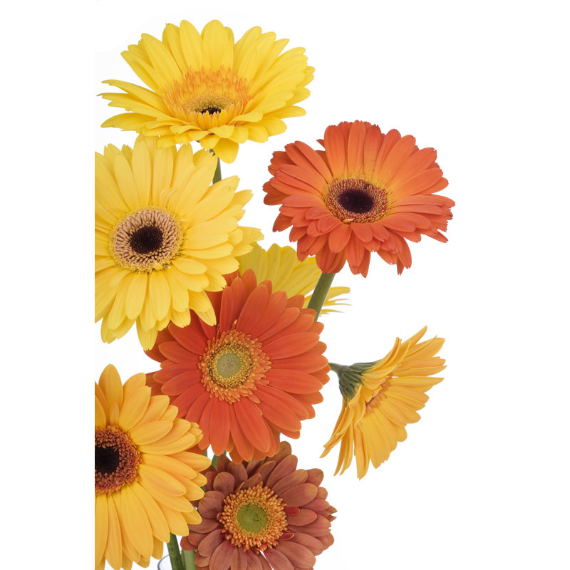 Isolated Daisies by Liliboas - Wrapped Canvas Print, 30cm H x 20cm W
