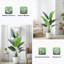 Plant-740876610