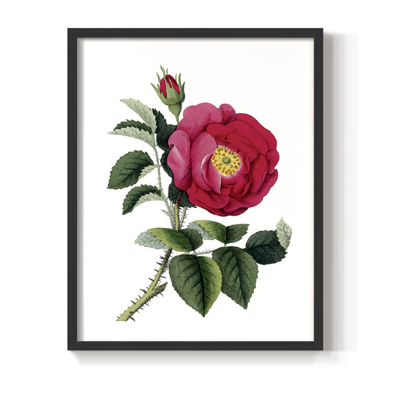«Botanical Beauty I», reproduction encadrée - bois massif, Noir, noir, noir, noir, H 21 po x l 17 po