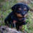 Sitting Rottweiler Puppy Statue