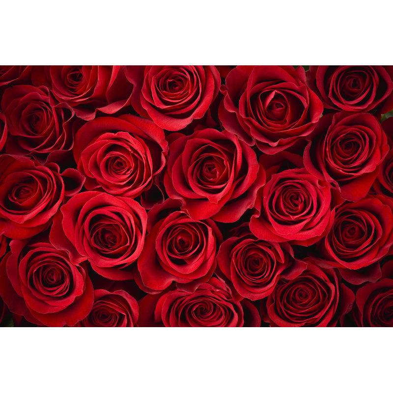 Red Rose Background 2 - Wrapped Canvas Print, 81cm H x 122cm W x 3.8cm D