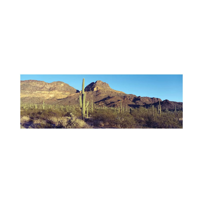 Cactus In A Desert, Organ Pipe Cactus National Park, Arizona, USA by Panoramic Images - Wrapped Canvas Panoramic Print
