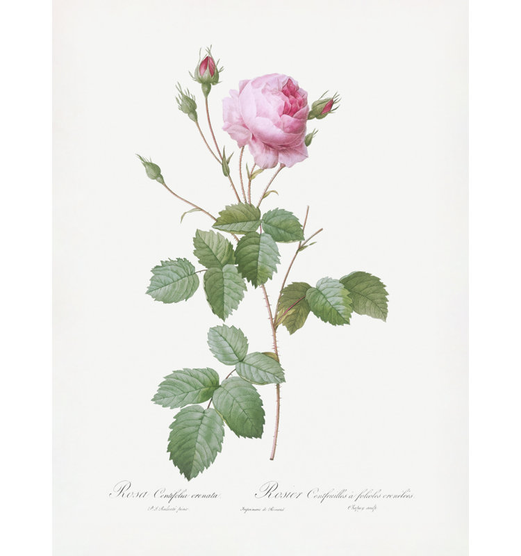 Wrapped Canvas Print, 91.44cm H x 60.96 cm W