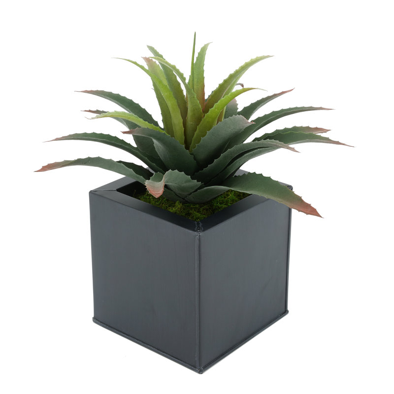 Plante grasse artificielle 7 po en pot, Noir