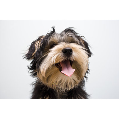 Yorkshire Terrier Puppy by Michellegibson