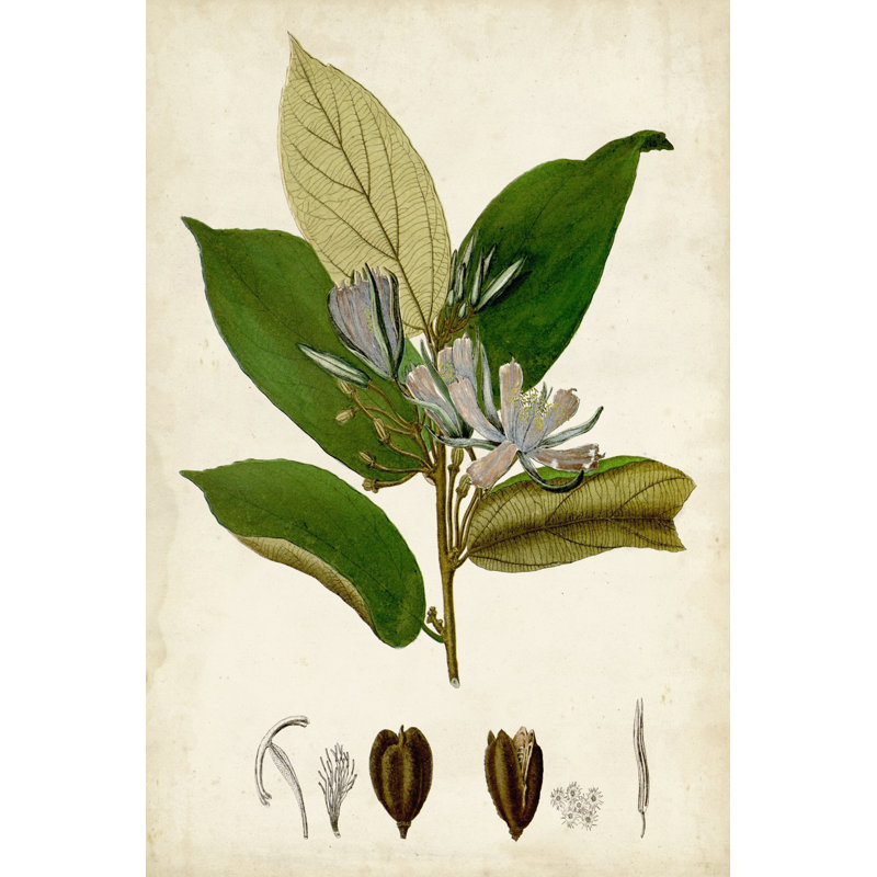Verdant Foliage IV - Wrapped Canvas Print, 46cm H x 30cm W x 3.8cm D