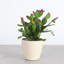 6" Live Cactus Plant in Pot