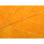 Autumn Leaf Print by Philippe Monthoux-65800251-65800252
