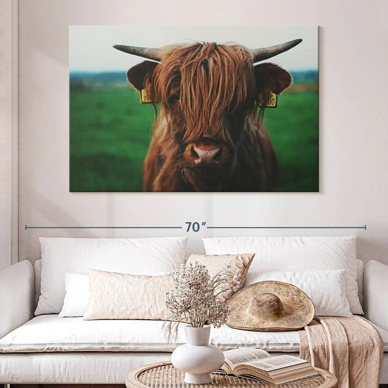 Gros plan sur une vache Brampt Highland, H 34 po x l 51 po