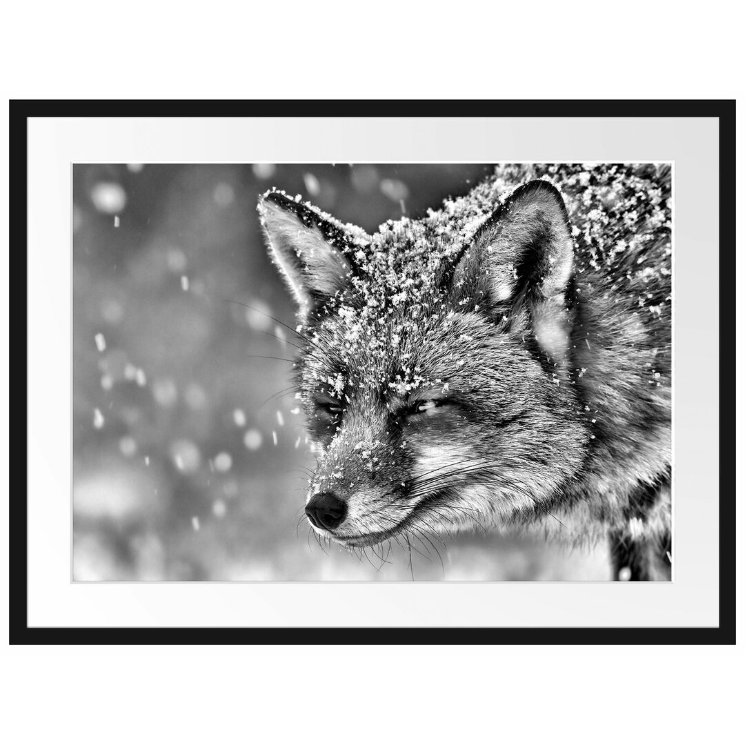 Fuchs im Schnee Gerahmter fotografischer Kunstdruck