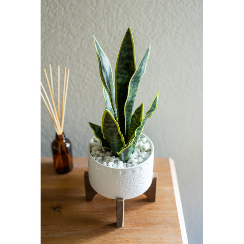 Plante de serpent pour plante